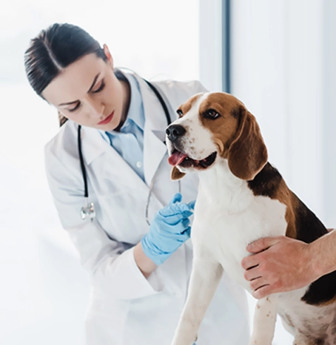 Bakırköy Veteriner